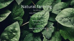 natural farming, masanobu fukuoka, nature friendly farming, zero budget natural farming, 0 budget farming, organic farming 