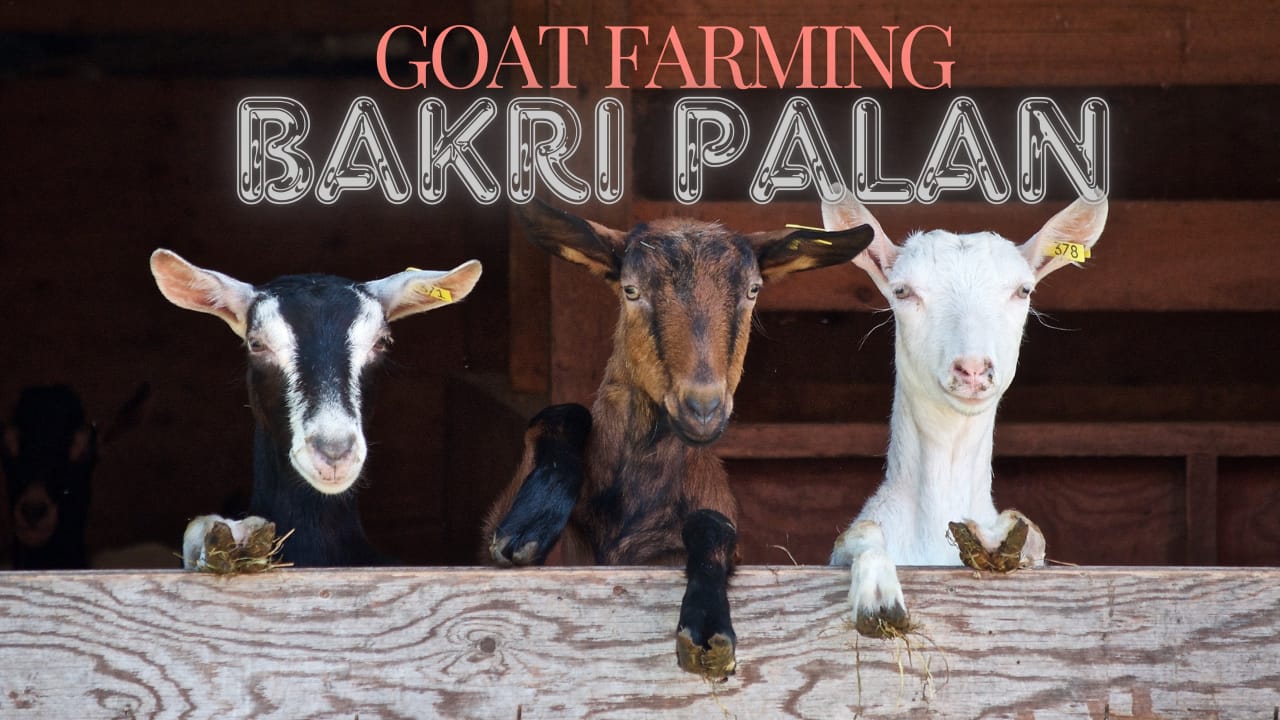 GOAT FARMING