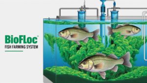 BIO FLOC FISH FARMING